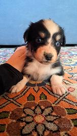 Cuccioli di pastore australiano