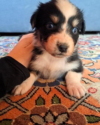 Cuccioli di pastore australiano