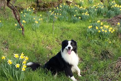 BORDERCOLLIE per accoppiamento anche in Lunigiana