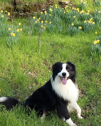 BORDERCOLLIE per accoppiamento anche in Lunigiana