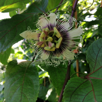 Passiflora edulis, in vaso15/16cm