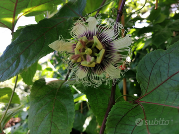 Passiflora edulis, in vaso15/16cm