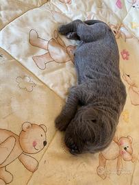 Cuccioli di cane corso
