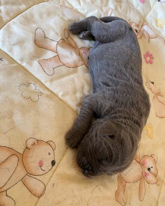 Cuccioli di cane corso