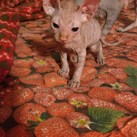 Gatto sphynx