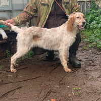 Vendita cucciolona cane da ferma
