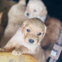 Cuccioli golden retriever