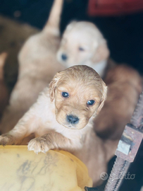 Cuccioli golden retriever