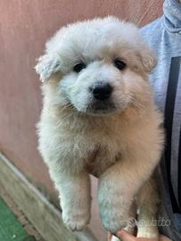 Pastore maremmano abbruzzese