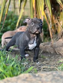 American pitbull terrier