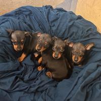 Cuccioli di pinscher Nano