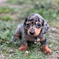 Cuccioli Bassotto taglia nana