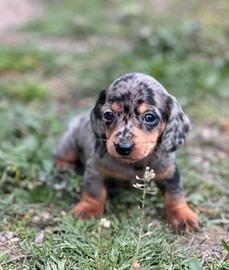 Cuccioli Bassotto taglia nana
