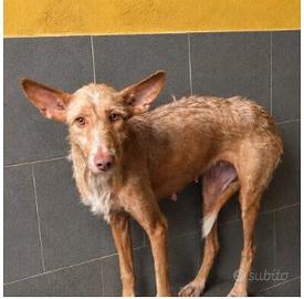 Femmina podenco