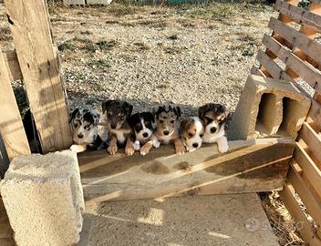 Cuccioli cane