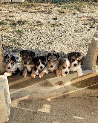 Cuccioli cane