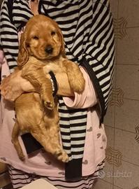 Disponibile cucciola femmina di cocker spaniel