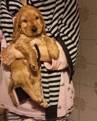 Disponibile cucciola femmina di cocker spaniel