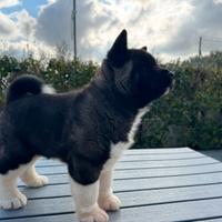 Cucciolo Akita Americano