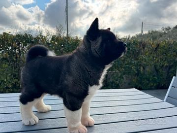 Cucciolo Akita Americano