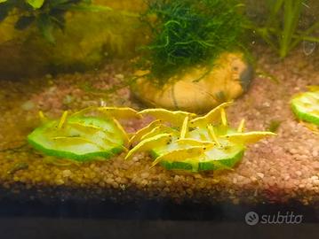 Neocaridine Davidi Yellow Golden