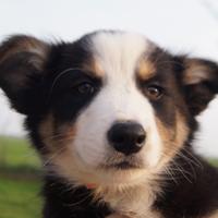 Cuccioli di Border Collie