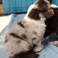 Cuccioli Australian shepherd