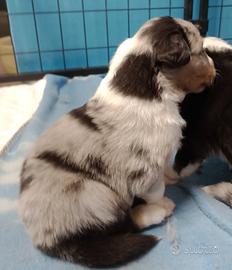 Cuccioli Australian shepherd