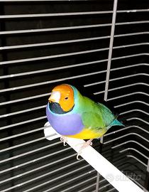Uccelli
