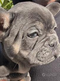 Bulldog francese
