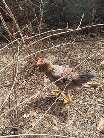 Gallo cenerino