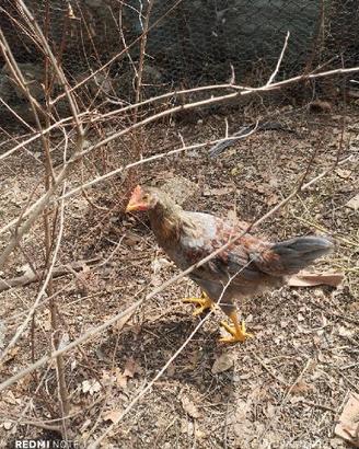 Gallo cenerino
