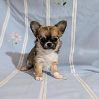 Super cucciola chihuahua, allevamento enci