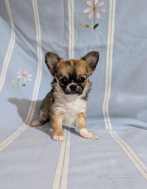 Super cucciola chihuahua, allevamento enci