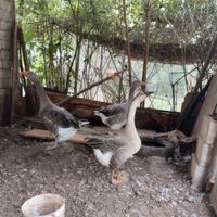 Coppia oca tolosa