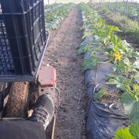Agevolatrice per raccolta zucchine, melanzane
