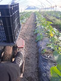 Agevolatrice per raccolta zucchine, melanzane
