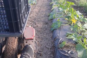 Agevolatrice per raccolta zucchine, melanzane
