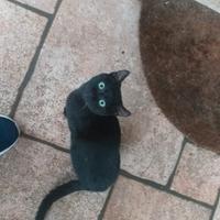 Gattini dolcissimi aspettano casa