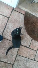 Gattini dolcissimi aspettano casa