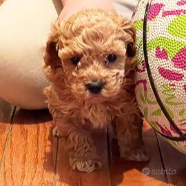 Cuccioli barboncini mini toy maschi femmine