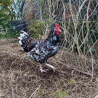 Gallo Sussex Millefiori