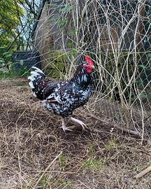 Gallo Sussex Millefiori