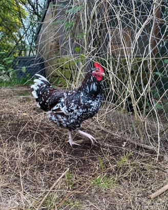 Gallo Sussex Millefiori