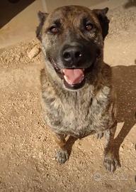 Redbull, attivo e affettuoso in attesa di famiglia