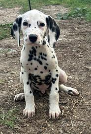 Dalmata cucciolo disponibile