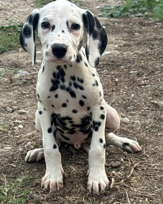 Dalmata cucciolo disponibile