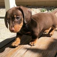 Cuccioli di bassotto M Choco Kaninchen