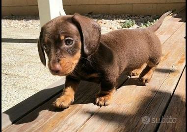 Cuccioli di bassotto M Choco Kaninchen