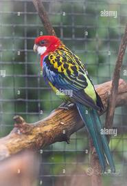 Pappagallo Rosella con gabbia